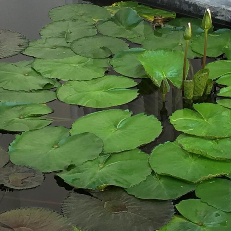 The Home Chiangmai Luxury Guesthouse 清邁 外观 照片